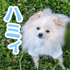 Pomeranian humming