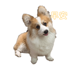 柯基❣️