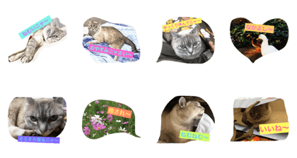 smile-cat