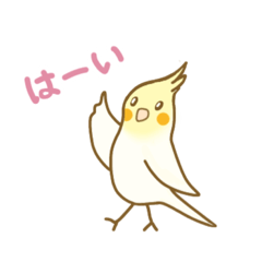 オカメインコのんちゃん