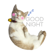 Milk_cat