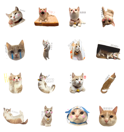 Milk_cat