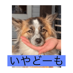 hANA_20220307220545