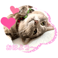 Cat En-chan daily sticker