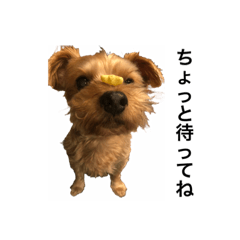 ぎんじい時々やえちゃん