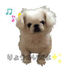 White Pekinese Okome