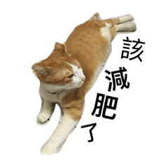 摸摸貓