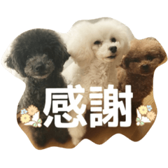 Cute toy poodle stamp