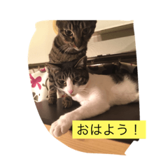猫にゃんルル&リリー