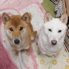柴犬モモちゃんとサキちゃん２