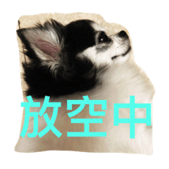 chihuahua fan community