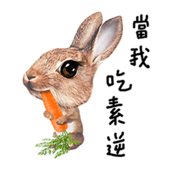 HUMOROUS RABBIT - MR. MENG