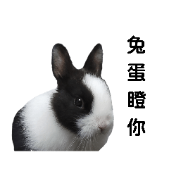 兔蛋是隻道奇兔