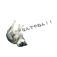 ringo _ Norwegian Eikhound