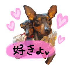 パーク・リンクミニピン犬withお友達 会話