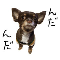 iwate dialect dogs