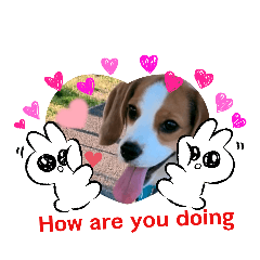 Daily greetings of popular pet dog Q