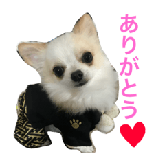 MY DOGS Chihuahua
