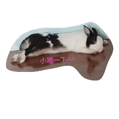 兔日常生活