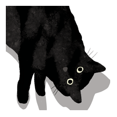 A funny little black cat
