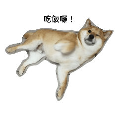 Shiba Jessie_20220308221028