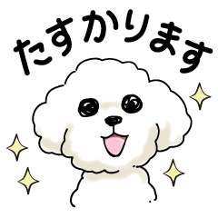 White poodle greeting sticker