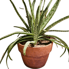 Enjoy Series : Mom's Aloe Vera Plant