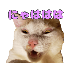 funny cat HIDEKI