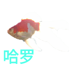 Chinese Daily Conversation Tropical Fish