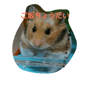 My cute pets.