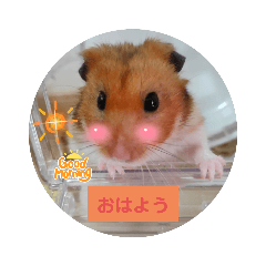 nakayoshi-hamster