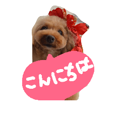 my  poodle stamp