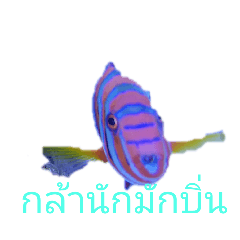 ThaiProverb QuotationsPrincess Jellyfish