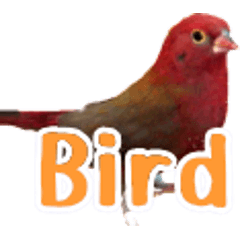 鳥の写真スタンプ 英語バージョン