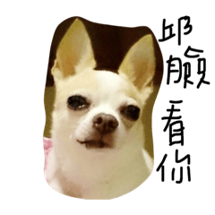 狗在幹什麼