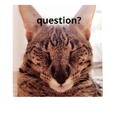 cat with me