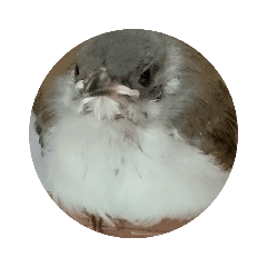 小啾！！！！！