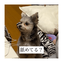 愛犬と飼い主