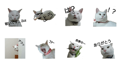 cat  sasuke