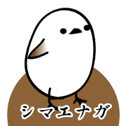 Long-tailed Tit "shima-enaga"