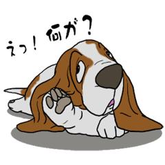 Basset hound 16(dog)