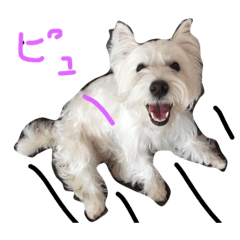 westie  OKOME stamp