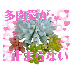 komachi Succulent plants