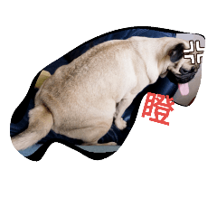 小呆的日常生活