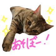 My cat is TORA!