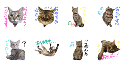 My cat is TORA!