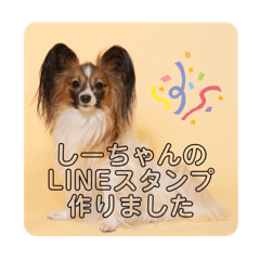 papillon seachan – LINE stickers | LINE STORE