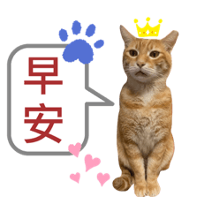 焦糖傲嬌大少爺