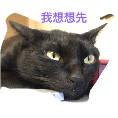 Look my cute cat