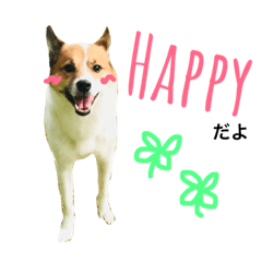 Happy life of the happy dog